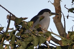 Nycticorax nycticorax