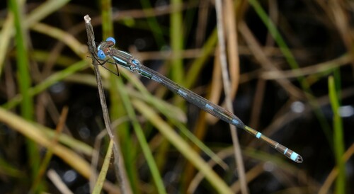 Wandering Ringtail photo 5