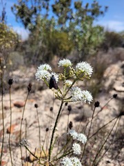Neurosymploca caffra