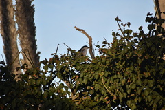 Nycticorax nycticorax