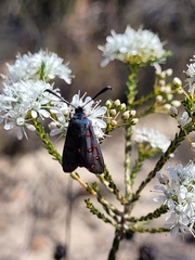 Neurosymploca caffra