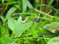 Caryanda spuria