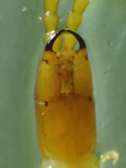 Taiyuna isantus
