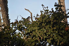 Nycticorax nycticorax
