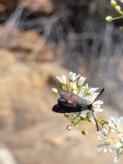 Neurosymploca caffra