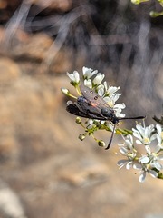 Neurosymploca caffra