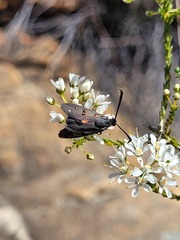 Neurosymploca caffra