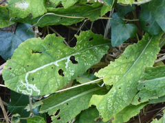Phytomyza primulae