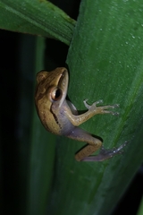 Polypedates leucomystax