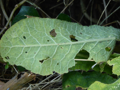 Phytomyza primulae