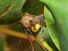 Araneus albotriangulus