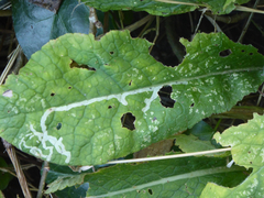 Phytomyza primulae
