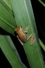 Polypedates leucomystax