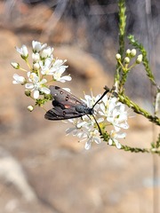 Neurosymploca caffra