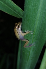 Polypedates leucomystax