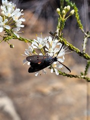 Neurosymploca caffra