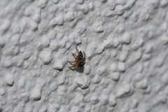 Maratus griseus