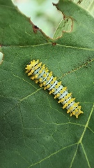 Rothschildia cinctus