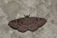 Speiredonia spectans
