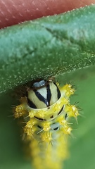 Rothschildia cinctus