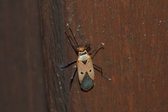 Dysdercus sidae
