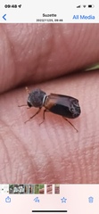 Bostrichidae
