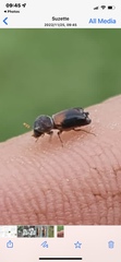 Bostrichidae