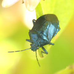 Zicrona caerulea