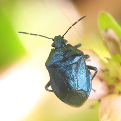 Zicrona caerulea