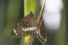 Euploea core corinna