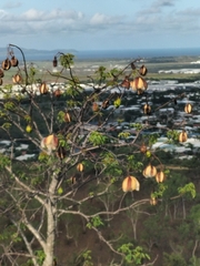 Cochlospermum gillivraei