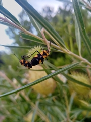 Oncopeltus famelicus