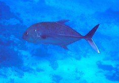 Caranx papuensis