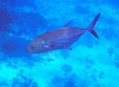 Caranx papuensis