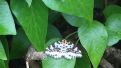 Abraxas grossulariata