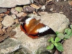 Charaxes