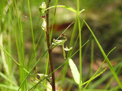 Arthrochilus prolixus