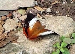 Charaxes