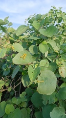 Rothschildia cinctus