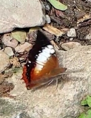 Charaxes