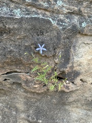 Lithotoma axillaris