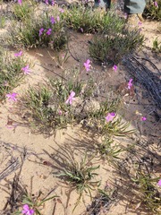 Pelargonium coronopifolium