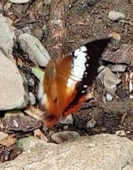 Charaxes