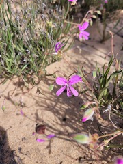 Pelargonium coronopifolium