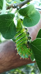 Rothschildia cinctus