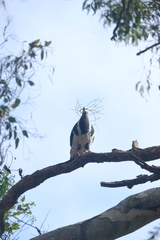 Leucosarcia melanoleuca