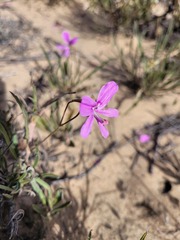 Pelargonium coronopifolium