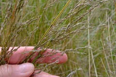 Poa labillardierei