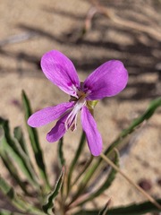 Pelargonium coronopifolium