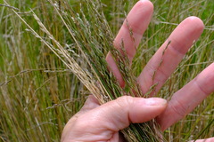 Poa labillardierei